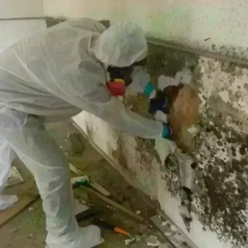 Mold Remediation and Removal in Ellis County, TX